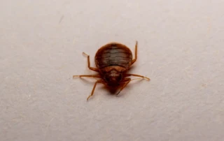 Closeup of a bedbug crawling on a white surface