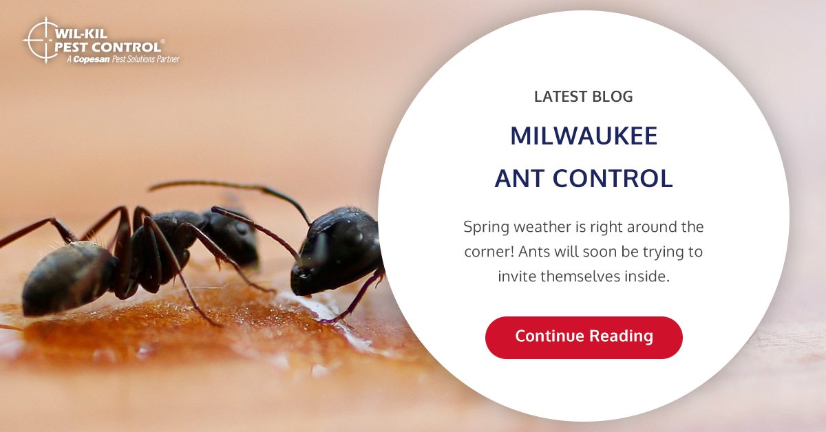 Milwaukee Ant Control WilKil Pest Control