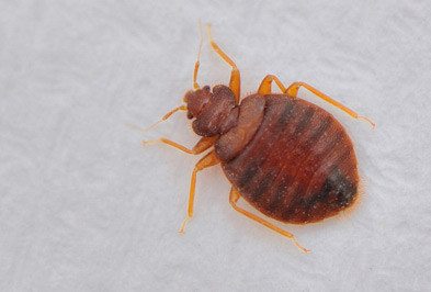 bed bugs, bed bug, bed bug removal, bed bug control, bed bug exterminator, bed bug services