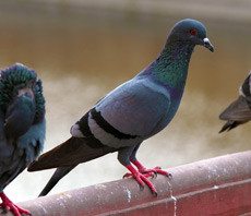 Three pigeons on railing.