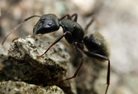 carpenter ants, carpenter ant, carpenter ant inspection, carpenter ant control, carpenter ant exterminator, carpenter ant removal, ants, ant removal, ant control