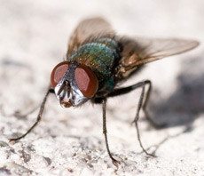 wisconsin cluster fly control, milwaukee cluster fly control, cluster fly extermination, cluster fly removal, cluster fly services, cluster flies, cluster flies in milwaukee, cluster flies in wisconsin