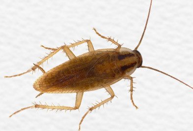 German cockroach on white surface.