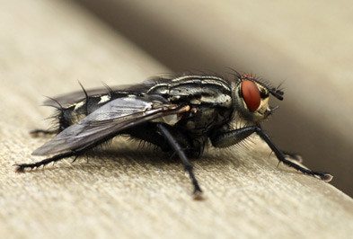 Close up of house fly.
