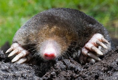 mole, moles, mole removal, mole control, mole exterminator, mole services
