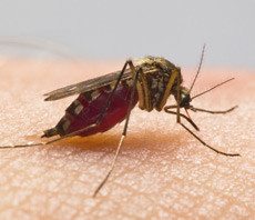 wisconsin mosquito control, milwaukee mosquito control, mosquito control in wisconsin, mosquito control in milwaukee, mosquito removal, mosquito extermination, mosquito services, mosquitoes