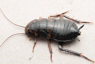 Oriental Cockroach on white surface.
