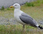 seagull, seagulls, seagull removal, seagull control, seagull exterminator, seagull services