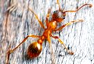 pharoah ants, pharoah ant, pharoah ant removal, pharoah ant control, pharoah ant exterminator, pharoah ant services, ant removal, ant control, ant exterminator, ants