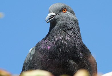 Close up of pigeon.