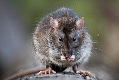 Close up of rat eating.
