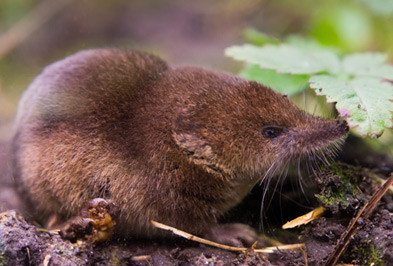 Brown shrew sniffing leaf.