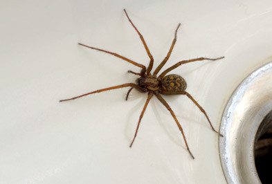 Brown spider on counter.