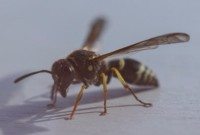 Close up of wasp.