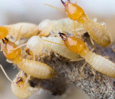 Group of termites on branch.