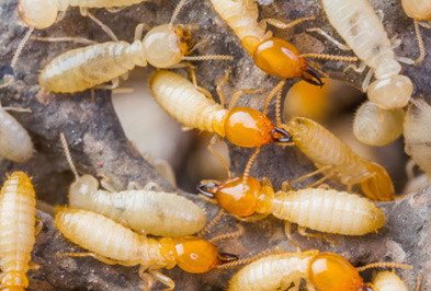 Group of termites on branch.