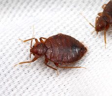 Close up of two bed bugs on white mattress.