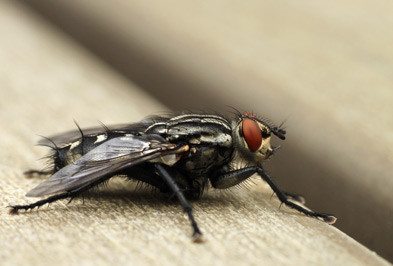 Close up of house fly.