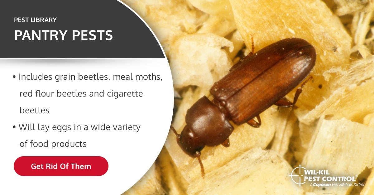 Pantry Pest Identification | Indian Meal Moths | Cigarette Beetles ...
