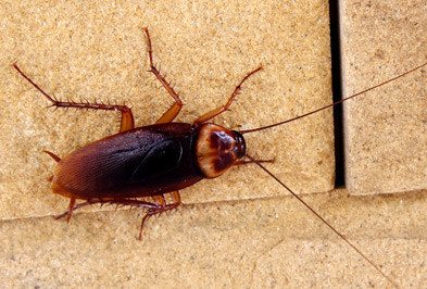 Close up of American Cockroach on concrete.