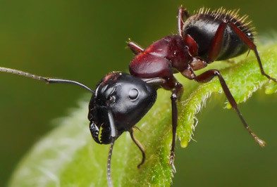 Carpenter ant on leaf.