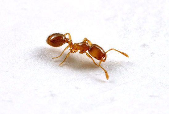 Field ant on white background.