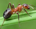 field ants, field ant, field ant removal, field ant control, field ant exterminator, field ant services, ant removal, ant control, ant exterminator, ants