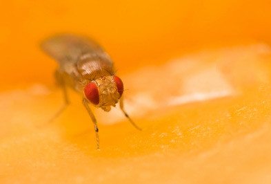 fruit flies, fruit fly, fruit fly removal, fruit fly control, fruit fly exterminator, fruit fly services