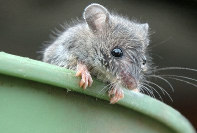 Close up of house mouse leaning over green bucket.