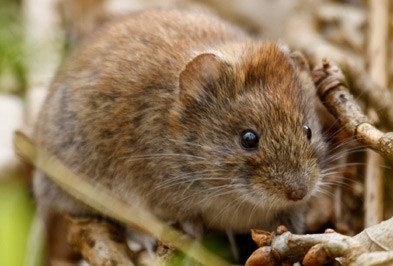 Brown meadow vole on twigs.