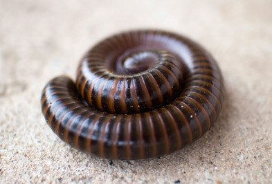 millipede, millipedes, millipede removal, millipede control, millipede exterminator, millipede services