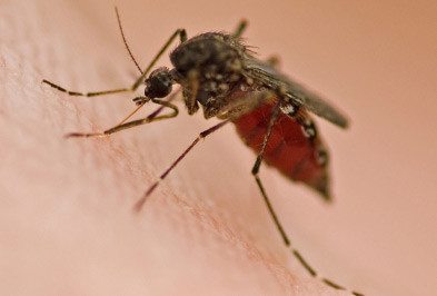 Close up of mosquito on skin.