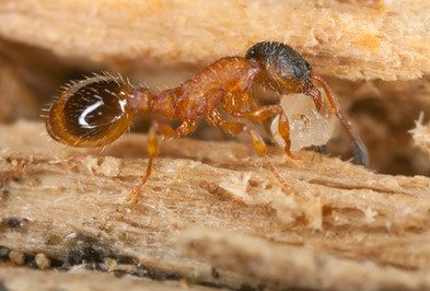 Close up of pavement ant.