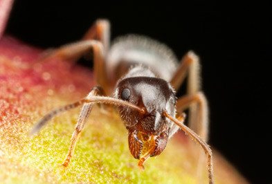 Close up of pharaoh ant.
