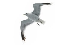 Seagull flying against overcast sky.