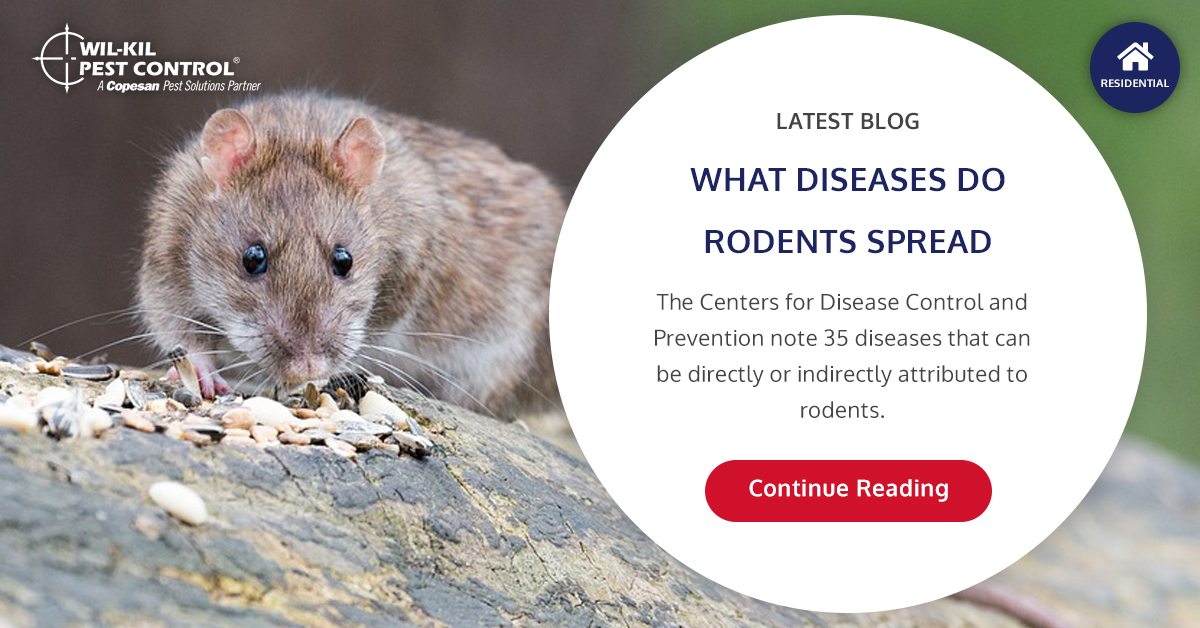 What Diseases are Spread by Rodents? WilKil Pest Control