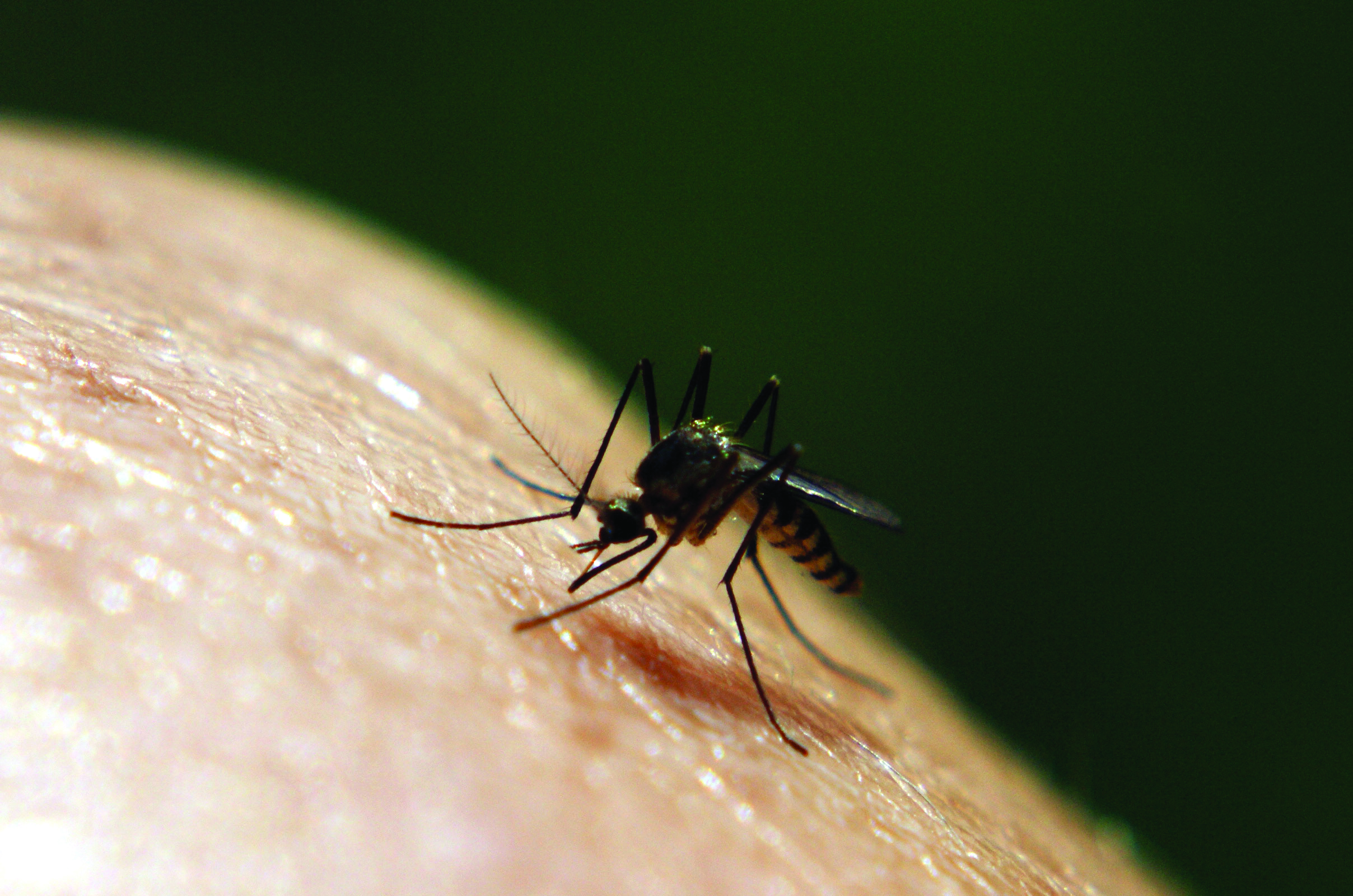 Close up of mosquito on skin.
