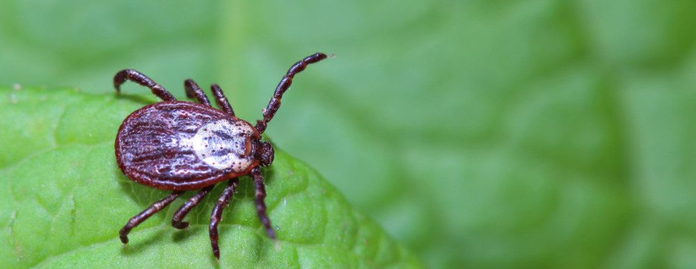 Close up of Acarus tick on leaf.