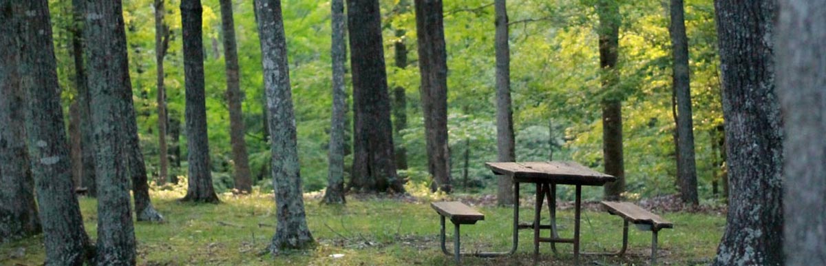Picnic table in the woods.