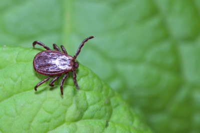 Close up of Acarus tick on leaf.