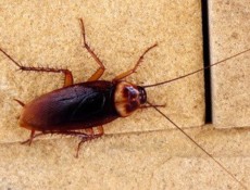 Close up of American Cockroach on concrete.
