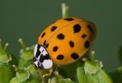 Close up of Asian Lady Beetle on plant.