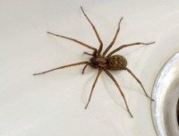 Brown spider on counter.