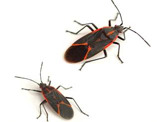 Two black and red insects with long antennae are standing still on a white background.
