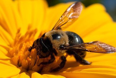 honey bee and bumble bee, honey bees and bumble bees, honey bee and bumble bee removal, honey bee and bumble bee control, honey bee and bumble bee exterminator, honey bee and bumble bee services