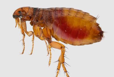 Reddish-brown flea.