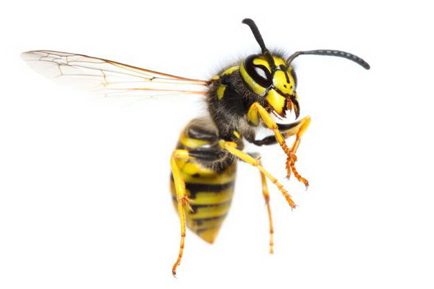 A yellow and black striped wasp flying against a white background, wings extended and legs tucked under its body.