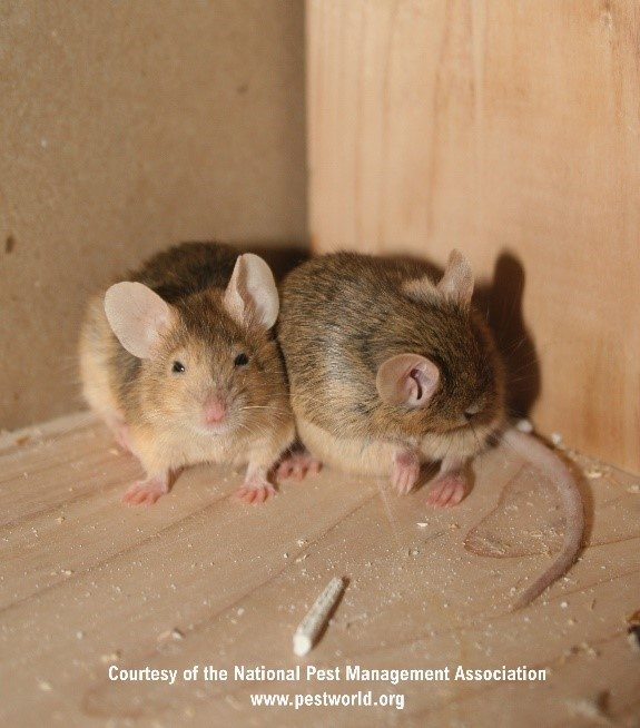 Two mice huddled in a corner.