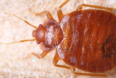 Close up of bed bug.