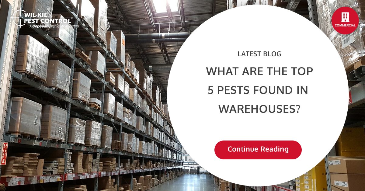 Top 5 Pests Found in Warehouses WilKil Pest Control
